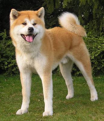 Akita Inu Akita Inu