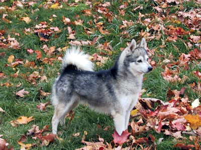 Alaskan Klee Kai4 Alaskan Klee Kai4