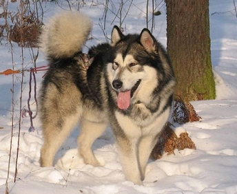 Alaskan Malamute 6