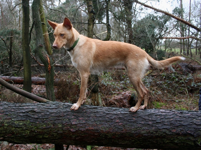 American Indian Dog9 American Indian Dog9