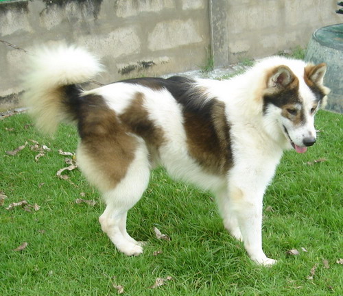 Bangkaew Dog5 Bangkaew Dog5