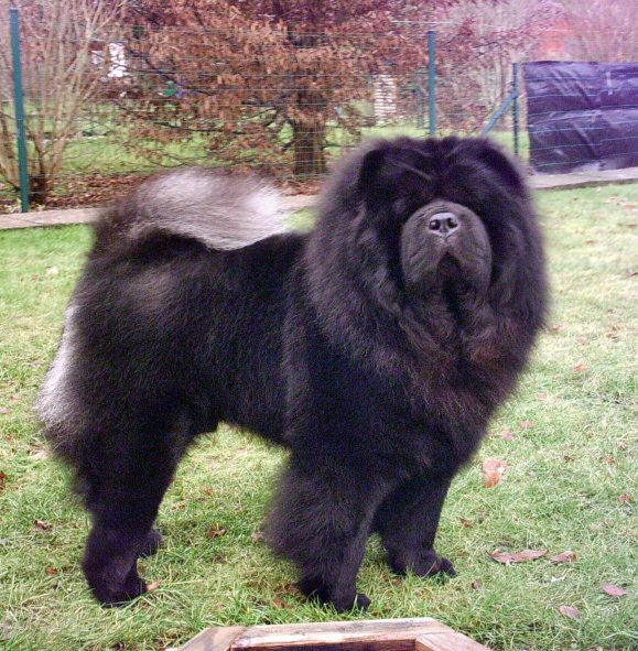 Chow Chow3