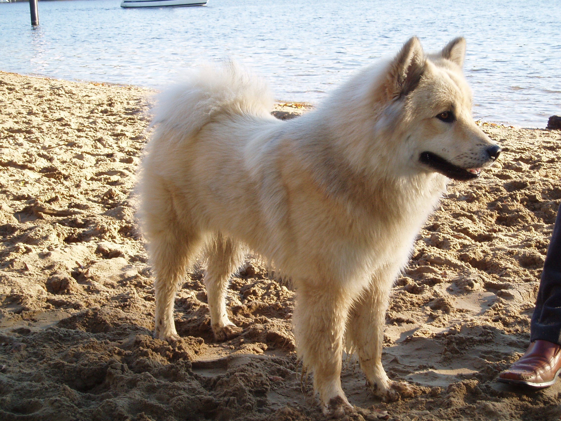 Eurasier