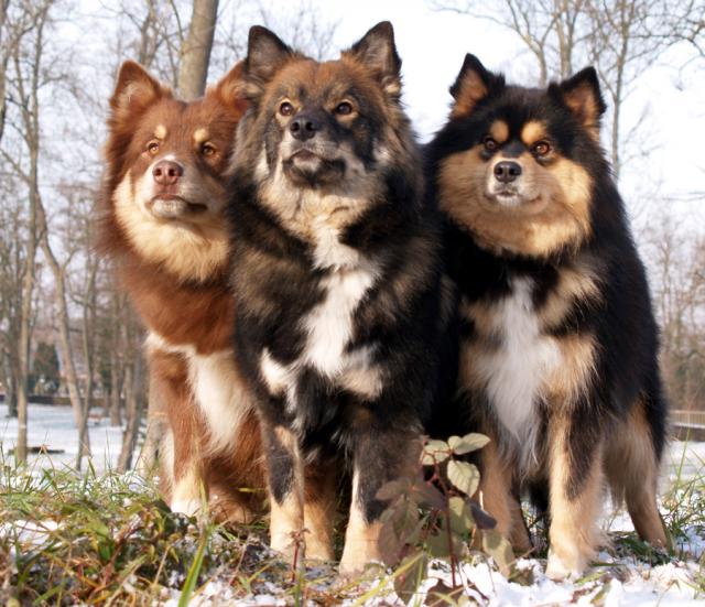 Finnischer Lapphund4