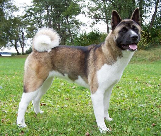 Great Japanese Dog3 Great Japanese Dog3