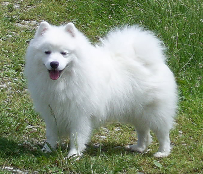 Japan Spitz 1