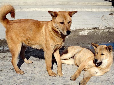 Jindo Gae10 Jindo Gae10