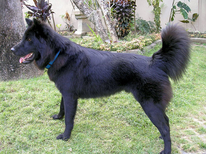 Kintamani_dog_black02 Kintamani_dog_black02