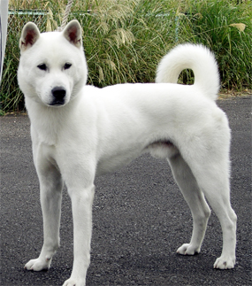 Kishu2