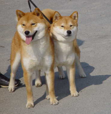 Koma+Ojosan Koma+Ojosan