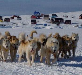 Labrador Husky 1