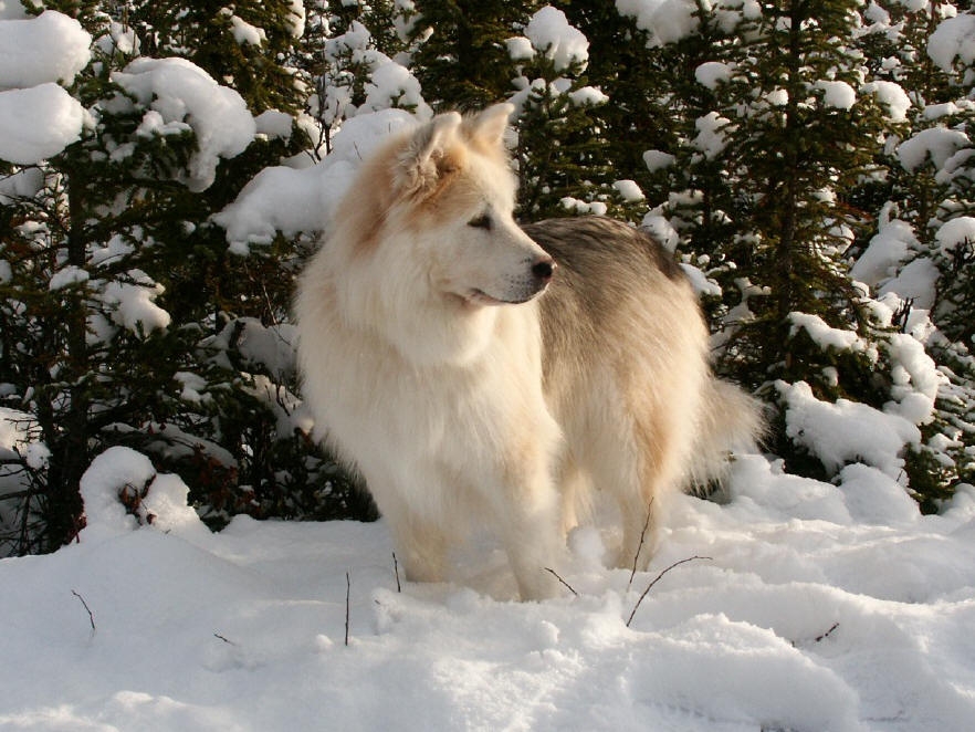 Mackenzie River Husky