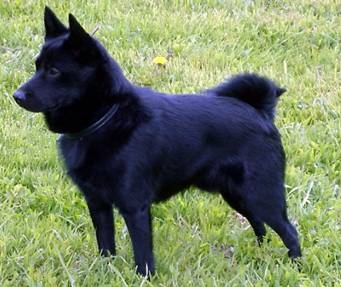 Schipperke23