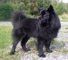 Schwedischer Lapphund4