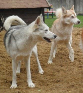 Siberian Husky 2