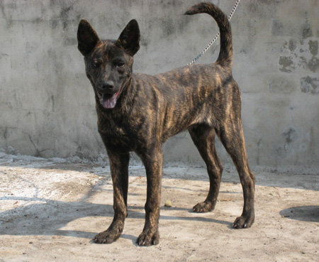 Taiwan Dog1 Taiwan Dog1