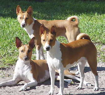 basenji 2