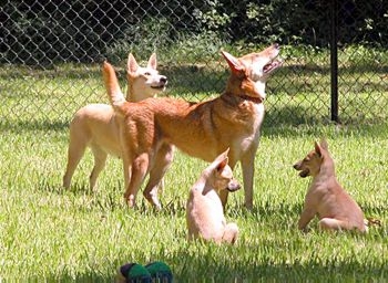 carolina dog_4 carolina dog_4