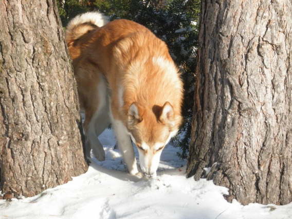 Chugach Dezember 2