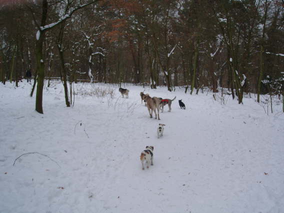 Pichelswerder Januar 2010