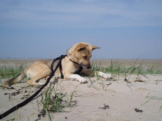 St. Peter-Ording 2007~1