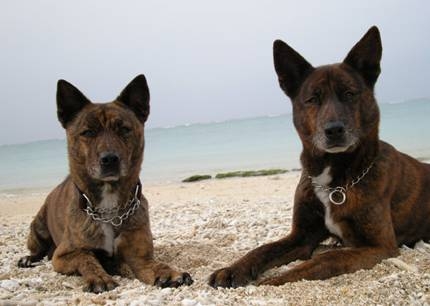 ryukyu inu16 ryukyu inu16