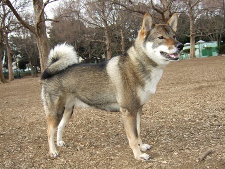 shikoku inu11