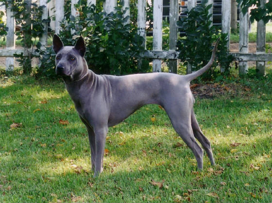 thairidgeback 5